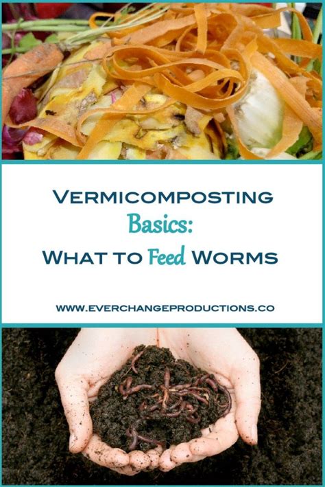 A way with worms: What to know about vermicomposting